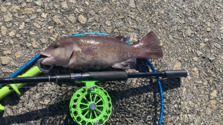 チヌ & コブダイ