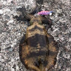 エギング　佐渡遠征⑥