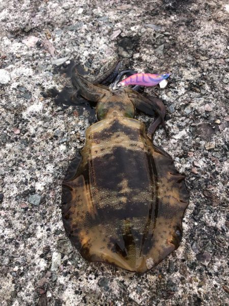 エギング　佐渡遠征⑥