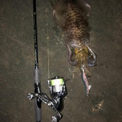 エギング　仕事帰りナイトゲーム