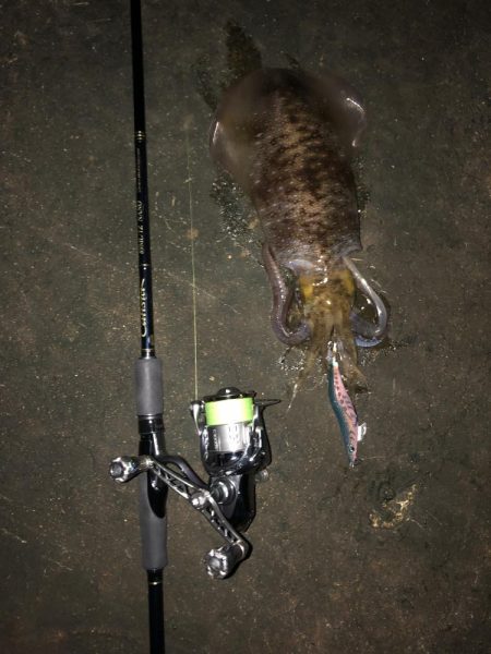 エギング　仕事帰りナイトゲーム