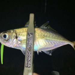 アジングイベント3