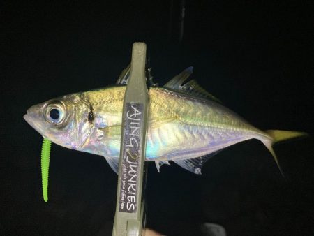 アジングイベント3