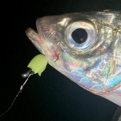 アジングイベント釣果