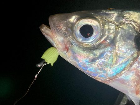 アジングイベント釣果