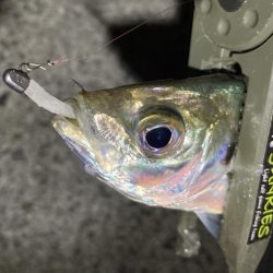 アジングイベント釣果