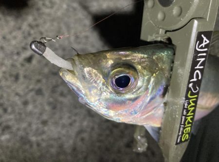 アジングイベント釣果