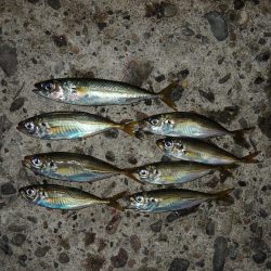 エビ撒き釣り 魚種は多いが小型