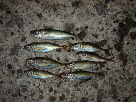 エビ撒き釣り 魚種は多いが小型