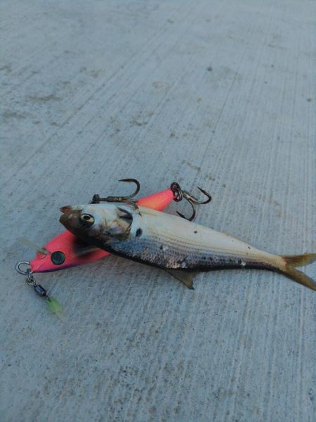 ベイトは居ますが・・・