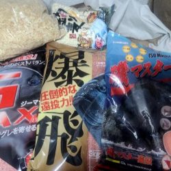 和歌山市江(吉丸渡船)でグレ釣り