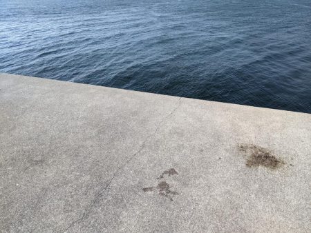 ブリブリのブリ