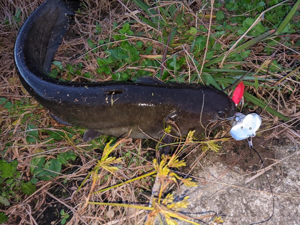 やっぱり着いてた。