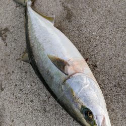 アコウメジメジ