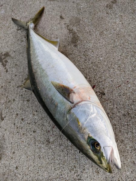 アコウメジメジ