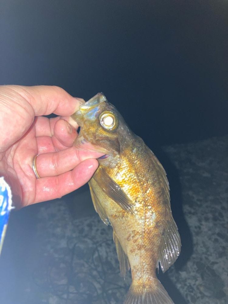 メバル(釣り神様からのご褒美^_^)
