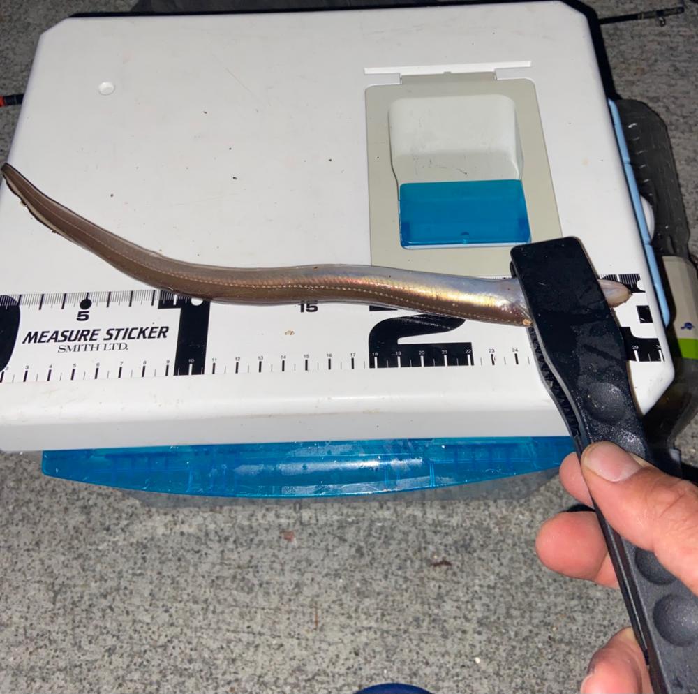 ちょい投げシロギスタの午後から8目DAY