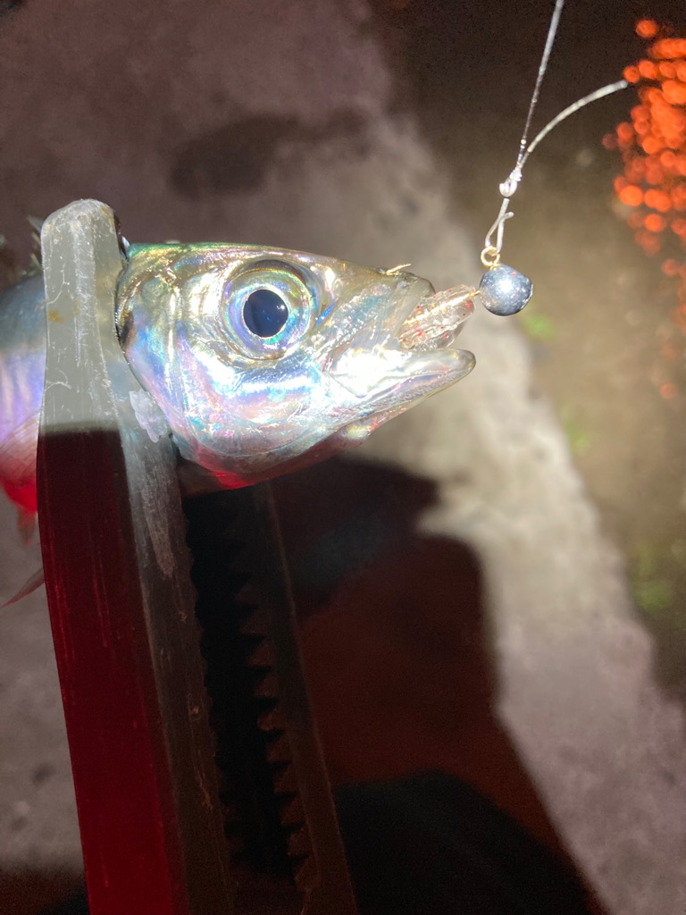 南港爆風アジング