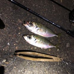 なめろうが食べたくて