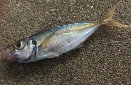 雰囲気だけはある