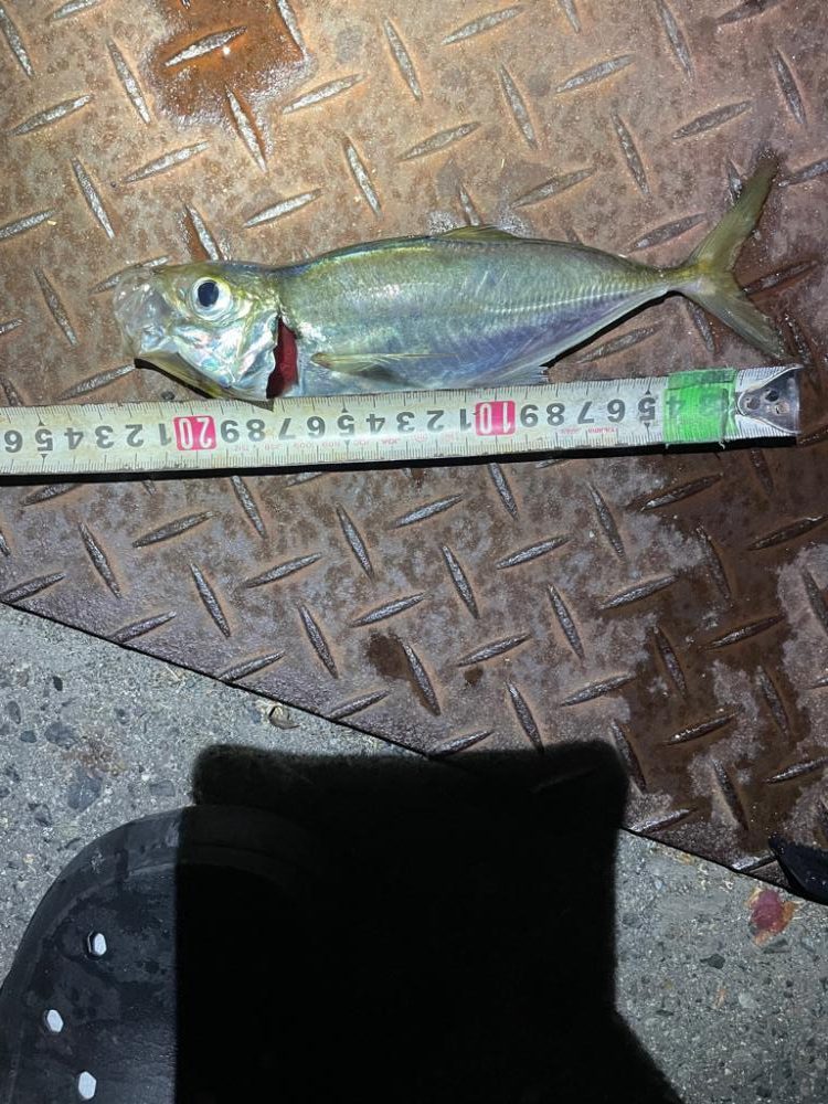 神戸ナイトアジング