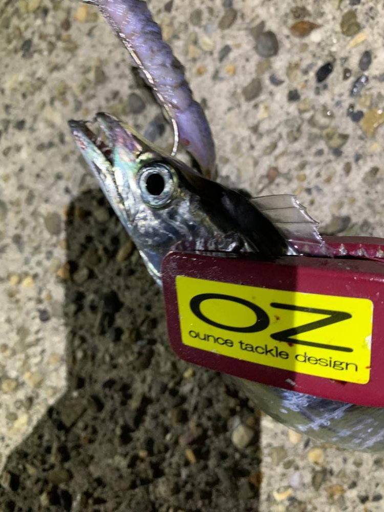 タチウオ、再々来!