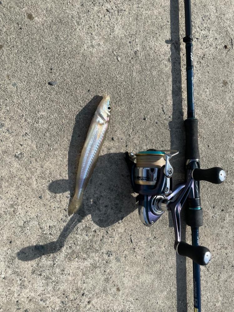 エギタックルシロギス