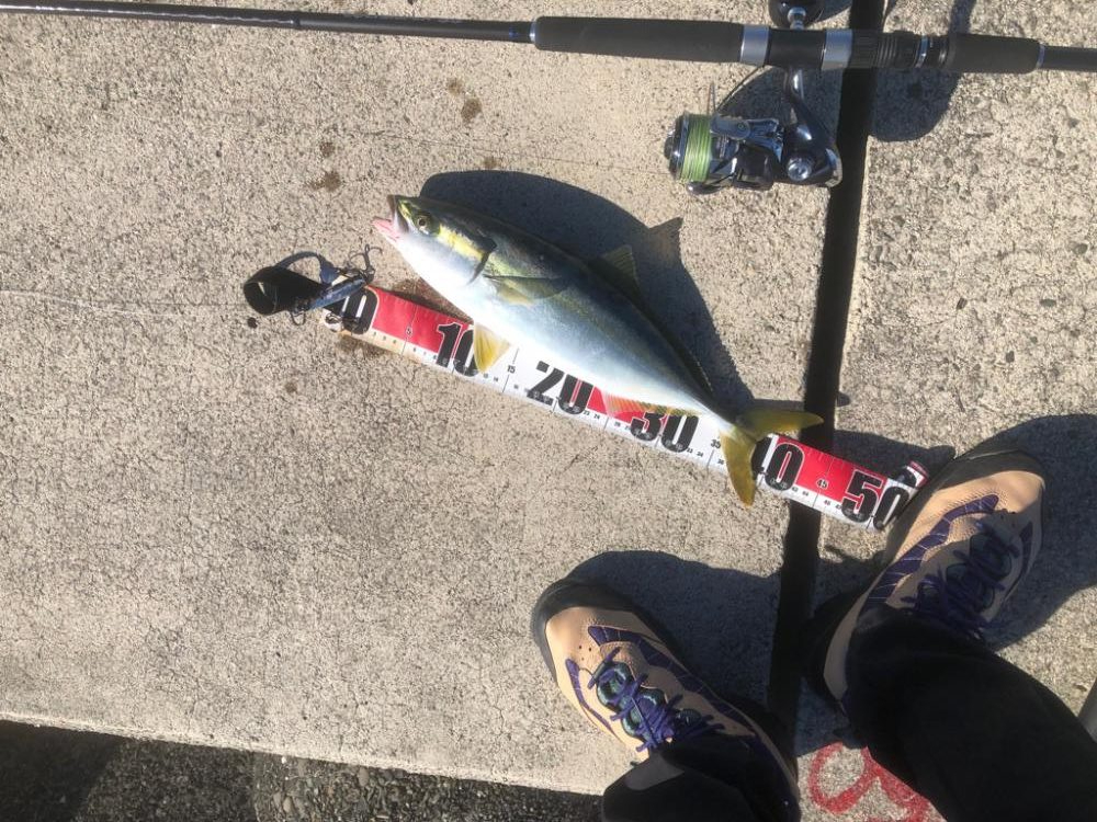 久しぶりの青物