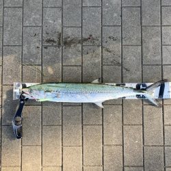 湾奥水潮。。ワンチャン青牙72cm。。。