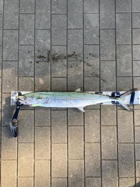 湾奥水潮。。ワンチャン青牙72cm。。。