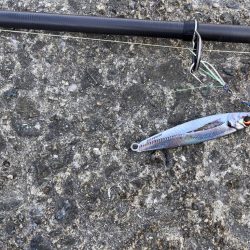 ボラが多すぎて。。