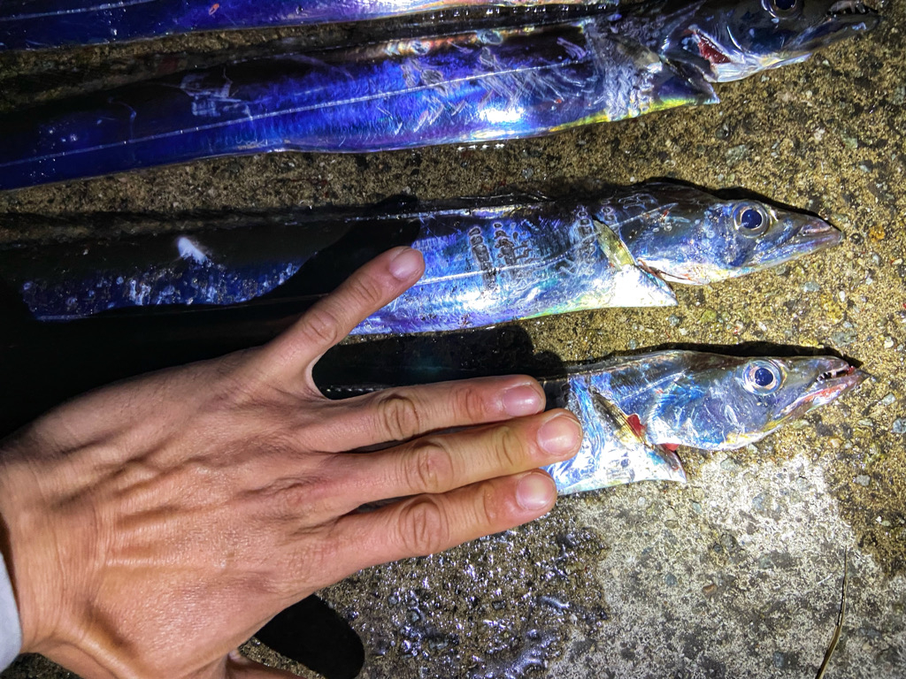 タチウオまだいけるか？？