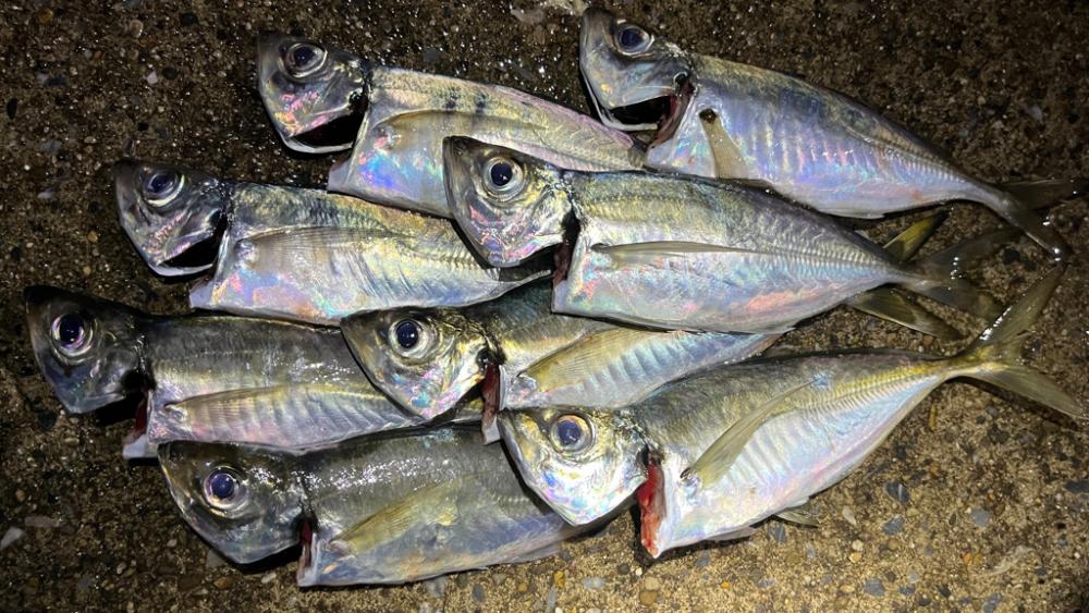 ランカーと五目