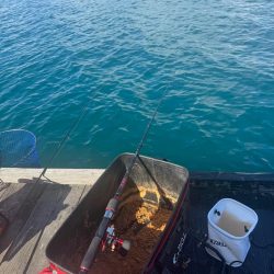 久々の筏釣りで爆釣！