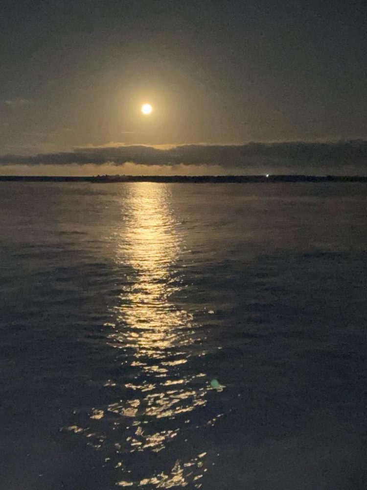 アオリとシーバス