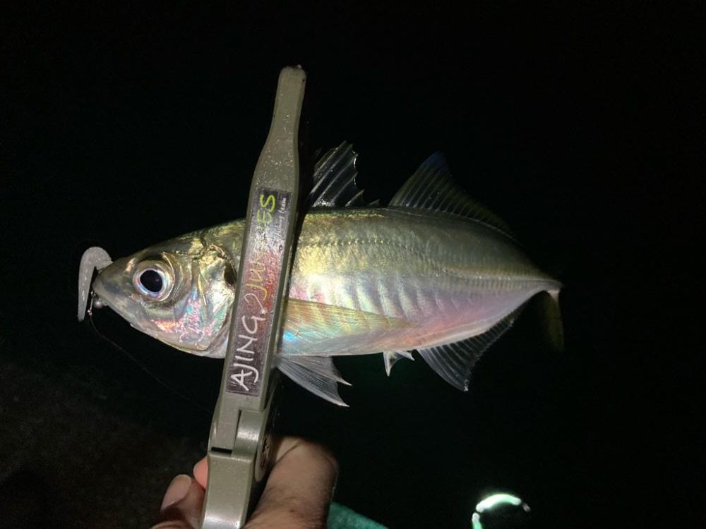 中アジたくさん❣️