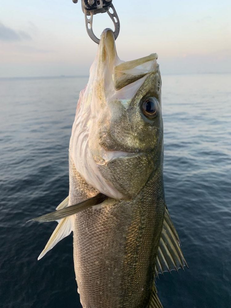 朝マヅメシーバス