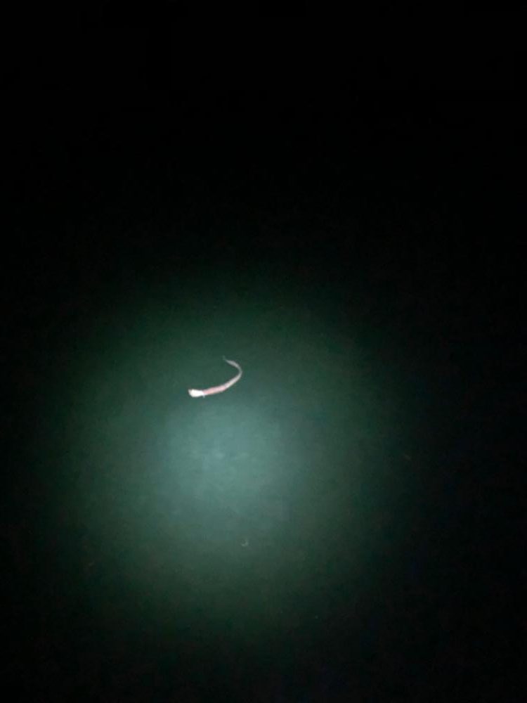 【志摩エリア】爆風エギング