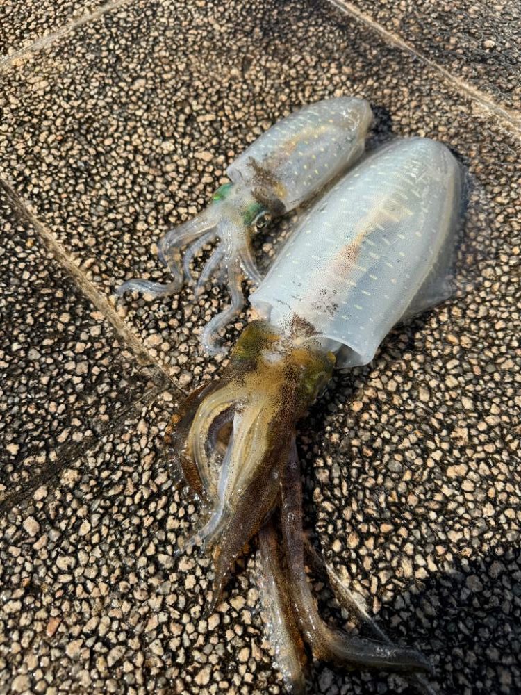 エギングシーズンも終盤？サイズ狙いの釣行へ