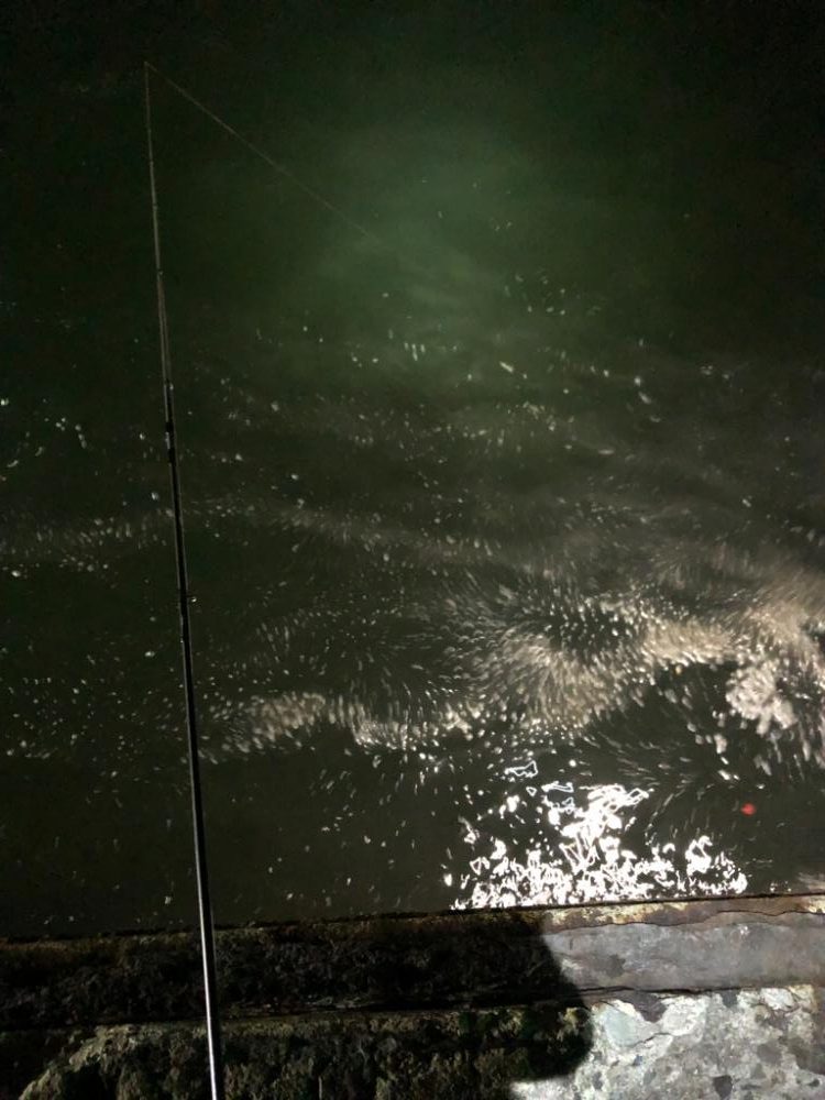 【姫路エリア】今年初のヒイカエギング