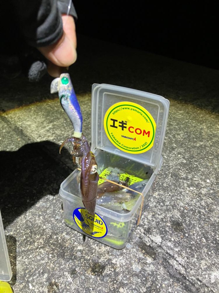 ヒイカ調査③(^.^)