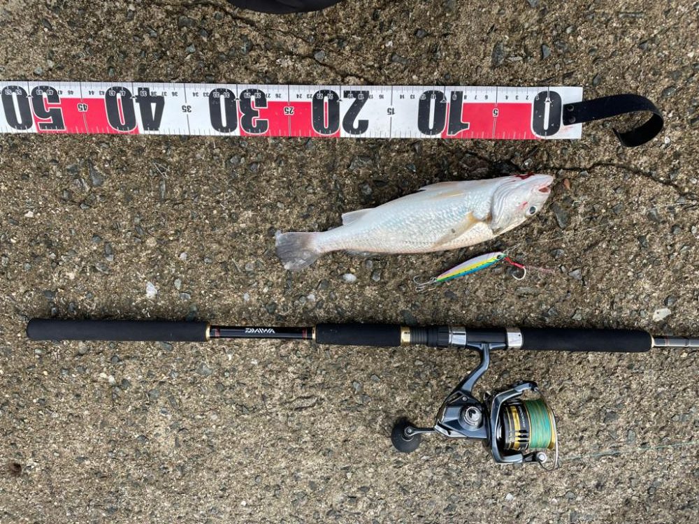 サゴシとシログチ