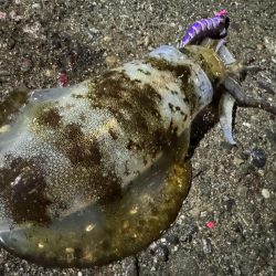 風がないだので船アオリに