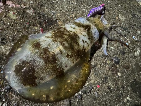 風がないだので船アオリに