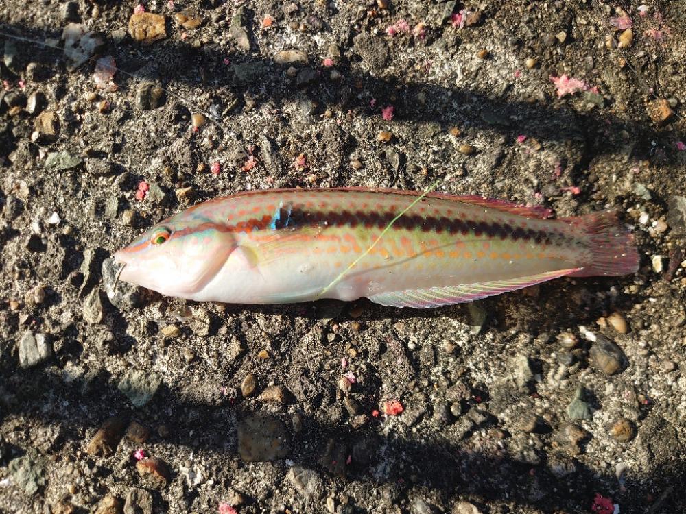 マダイ狙いの遠投カゴ釣り🎣