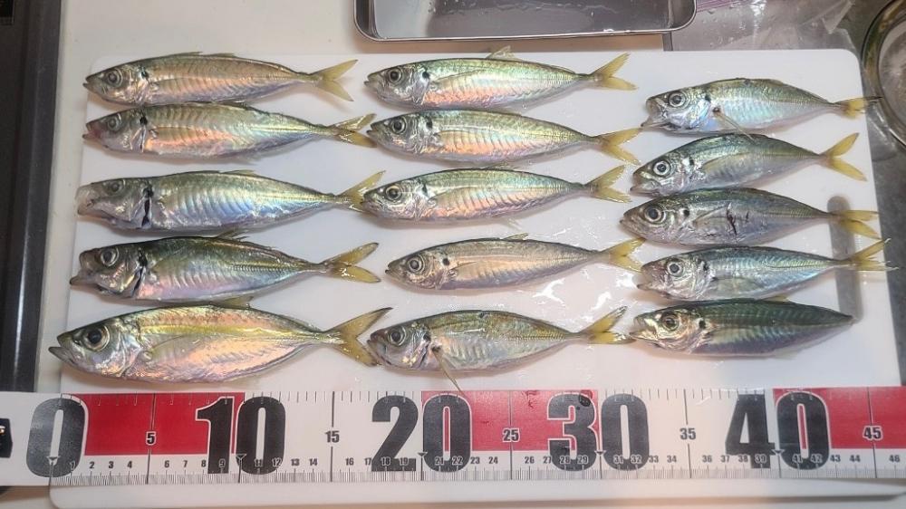 超初心者の釣り記録🎣⑤