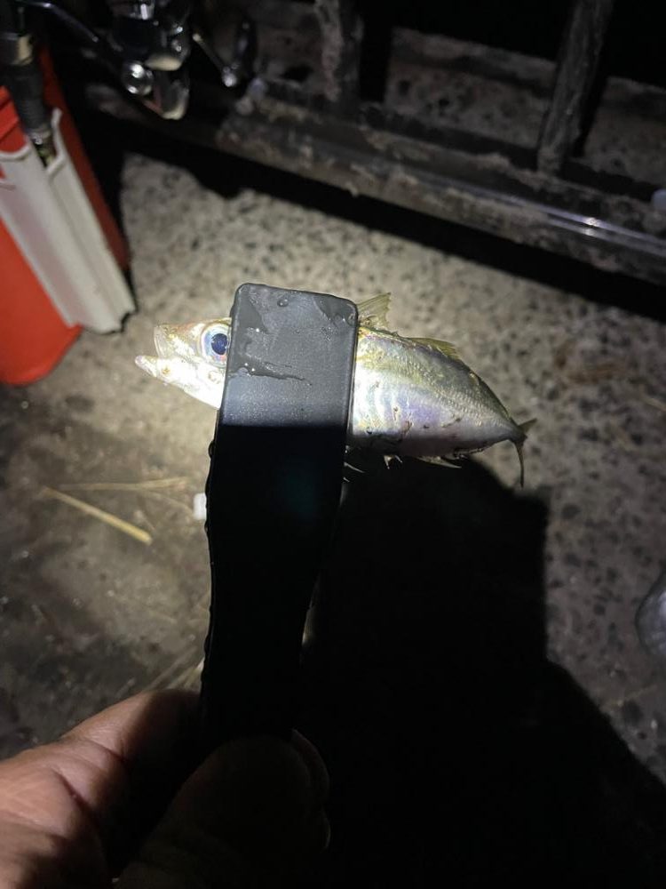 ナイトアジング大阪湾