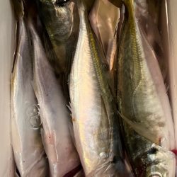 淡路でアジング