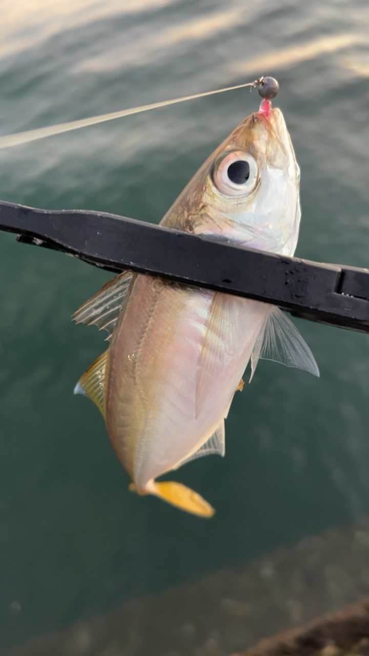 デイアジング♪