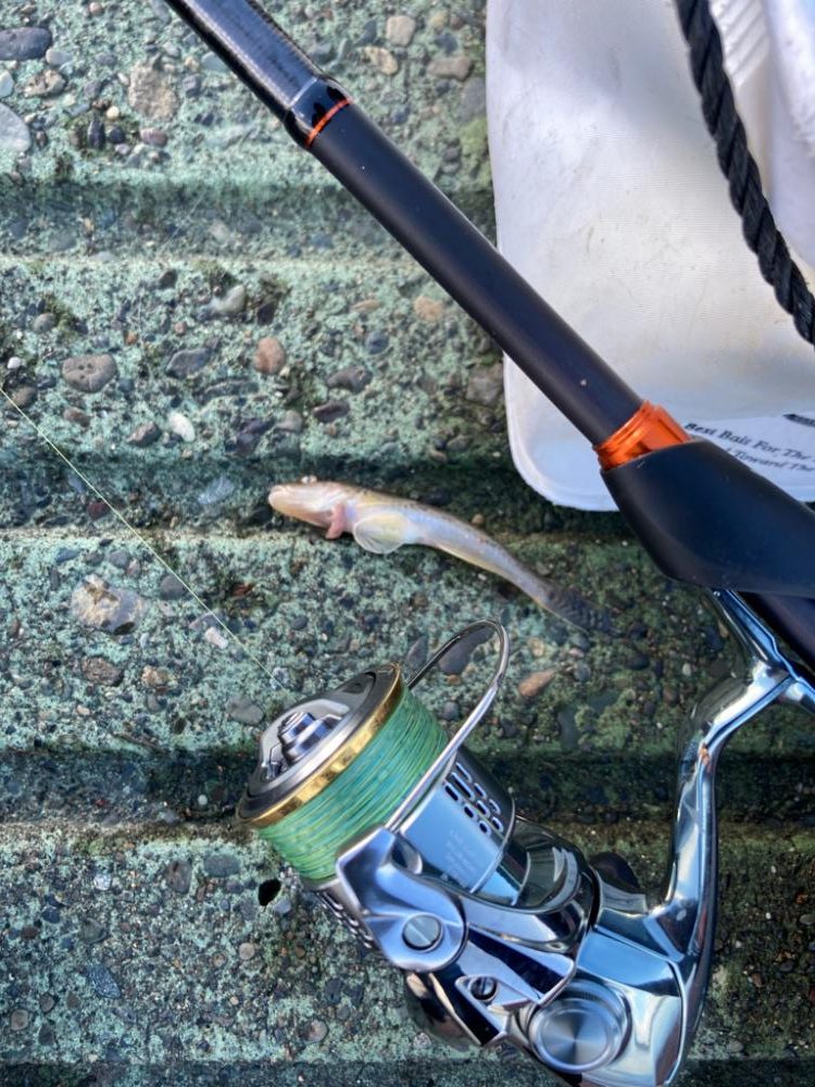 北のハゼ釣り